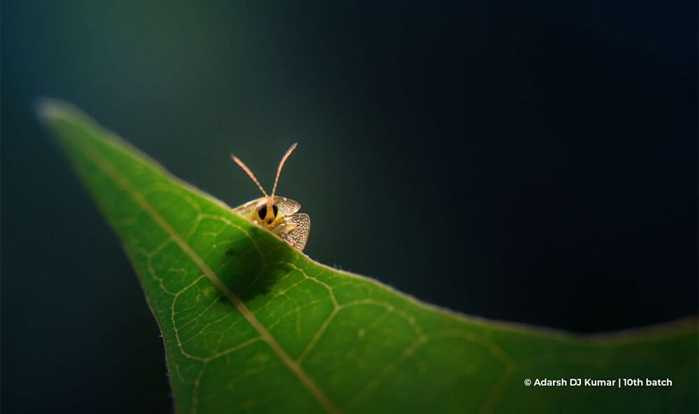 best-wildlife-photography-courses-in-india-creative-hut