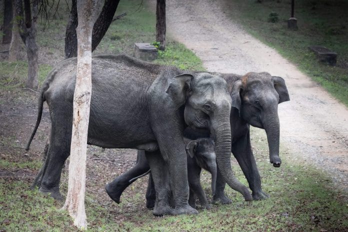 elephantfamily wildlifephotography paladugurajasekhar guntur andhrapradesh