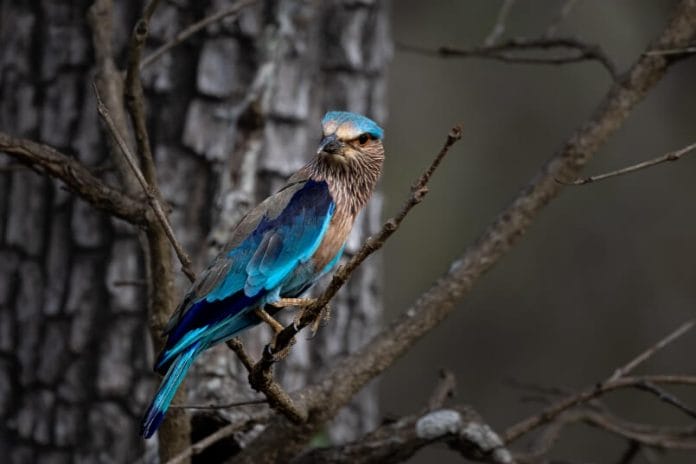 indianroller wildlifephotography birdphotography paladugurajasekhar guntur andhrapradesh